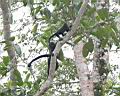 Img___0117d-vrestan plastikovy-howler monkey.jpg